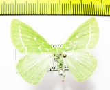 Thetidia smaragdaria  Russia, Ryazan reg. - INSECTS-STORE.RU