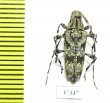 Cerambycidae sp.  Ecuador - INSECTS-STORE.RU
