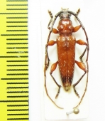 Cerambycidae sp.  Peru - INSECTS-STORE.RU