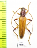 Cerambycidae sp.  Argentina - INSECTS-STORE.RU