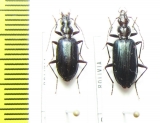 Carabidae sp.  Bolivia - INSECTS-STORE.RU