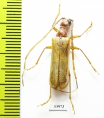 Vesperus strepens ligusticus  France - INSECTS-STORE.RU