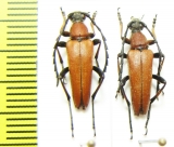 Corymbia succedanea  Korea - INSECTS-STORE.RU