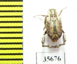 Hopliini sp.  Madagascar - INSECTS-STORE.RU