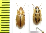 Ooidius ephippium  Senegal - INSECTS-STORE.RU