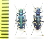 Cicindela fleutiauxi, pair  Nepal - INSECTS-STORE.RU