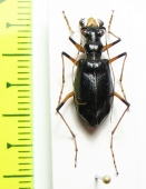 Oxycheila polita  Panama - INSECTS-STORE.RU