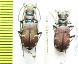 Cicindela limbalis transversa  USA - INSECTS-STORE.RU