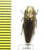 Sphenoptera lapidaria  Armenia - INSECTS-STORE.RU