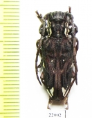 Mallonia australis  Zambia - INSECTS-STORE.RU