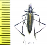 Cerambycidae sp.  Tanzania - INSECTS-STORE.RU