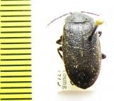 Penthe pimelia  USA - INSECTS-STORE.RU