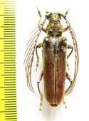 Cyriopalus sp.  Malaysia, Borneo - INSECTS-STORE.RU