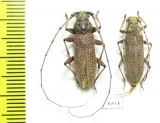Cerambycidae sp., pair  Thailand - INSECTS-STORE.RU