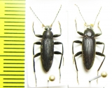 Tenebrionidae sp.  Malaysia - INSECTS-STORE.RU