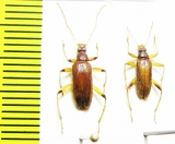 Tenebrionidae sp.  Malaysia, Borneo - INSECTS-STORE.RU