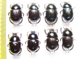Geotrupes koltzei, olgae, ibericus, mutator - INSECTS-STORE.RU