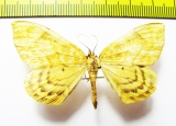 Gandaritis fixseni  Russia, Far East - INSECTS-STORE.RU