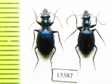 Carabidae sp.  Indonesia, Kalimantan - INSECTS-STORE.RU