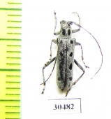 Saperda octomaculata  Russia, Far East  - INSECTS-STORE.RU