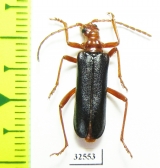 Rhamnusium bicolor  Poland - INSECTS-STORE.RU