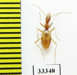 Aphaenops ochsi reymondi  France - INSECTS-STORE.RU