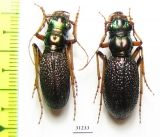 Megacephala regalis ssp., pair  Zambia - INSECTS-STORE.RU