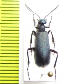 Cyaneolytta sp.  Namibia - INSECTS-STORE.RU