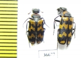 Meloidae sp.  South Africa Rep. - INSECTS-STORE.RU