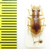 Phaeoxantha limata, male  Brasilia - INSECTS-STORE.RU