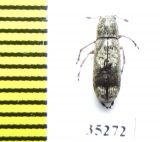 Ozotomerus japonicus  Russia, Far East - INSECTS-STORE.RU