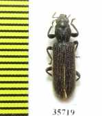 Cleridae sp.  Tanzania - INSECTS-STORE.RU