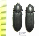 Trogossitidae sp.  South Africa Rep. - INSECTS-STORE.RU