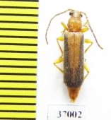 Cerambycidae sp.  South Africa Rep. - INSECTS-STORE.RU