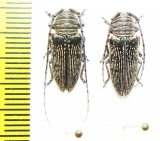 Cerambycidae sp., pair  Congo - INSECTS-STORE.RU