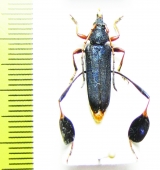 Phyllocnema xanthopelma  Tanzania - INSECTS-STORE.RU