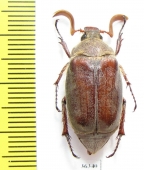 Melolontha llinaresi  Spain - INSECTS-STORE.RU