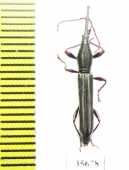 Brentidae sp.  Madagascar - INSECTS-STORE.RU