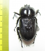 Phileurini sp.  Ecuador - INSECTS-STORE.RU