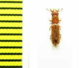 Prostomidae, Prostomis maroccana  Morocco - INSECTS-STORE.RU