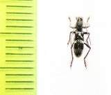 Demonax pseudotristiculus  Thailand - INSECTS-STORE.RU