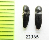 Eucnemidae sp.  Peru - INSECTS-STORE.RU