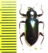 Tenebrionidae sp.  Indonesia, Papua - INSECTS-STORE.RU