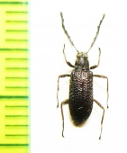 Tenebrionidae sp.  Malaysia - INSECTS-STORE.RU