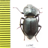 Sarothropus fallax  Kazakhstan - INSECTS-STORE.RU