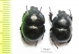 Lethrus elisae  Uzbekistan - INSECTS-STORE.RU