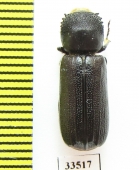 Bostrichidae sp.  Namibia - INSECTS-STORE.RU