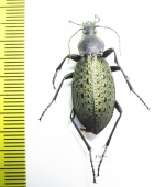 Carabus (Coptolabrus) formosus brockmanni  China - INSECTS-STORE.RU