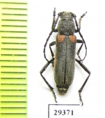 Asias forticornis  Kazakhstan - INSECTS-STORE.RU