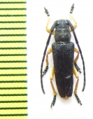 Phytoecia affinis boeberi  Armenia - INSECTS-STORE.RU